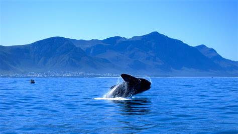 whales in hermanus season|Whale Watching in Hermanus: A Complete Guide